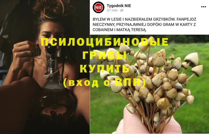 Галлюциногенные грибы Psilocybe Борисоглебск